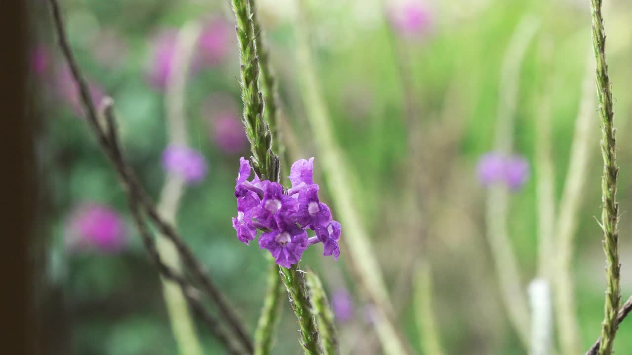 Slow Motion Shot of Humming Bird Feeding From Purple Stachytarpheta Flower Under the Rain