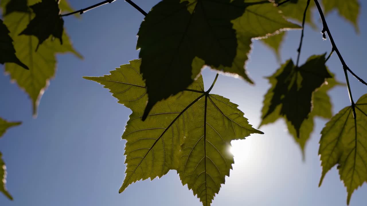 Videooptagelse i lav engel af solbeskinnede grønne blade mod en klar, blå himmel, der fanger den fredfyldte skønhed