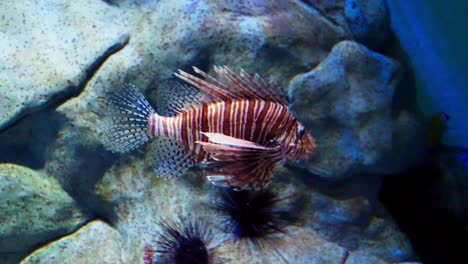 magnificent lion fish next to rocks in large aquarium