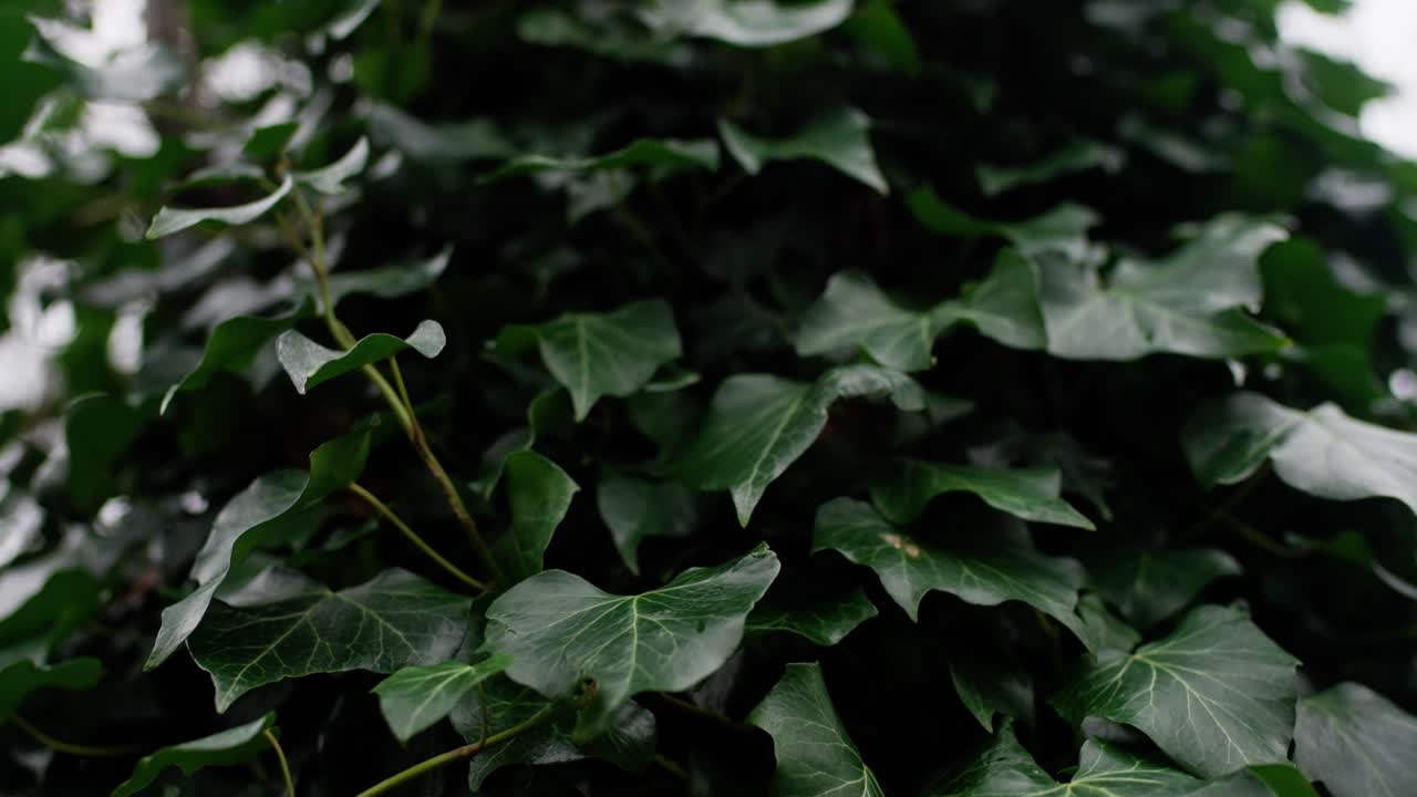 hojas verdes moviéndose en el viento, cámara lenta en 4k