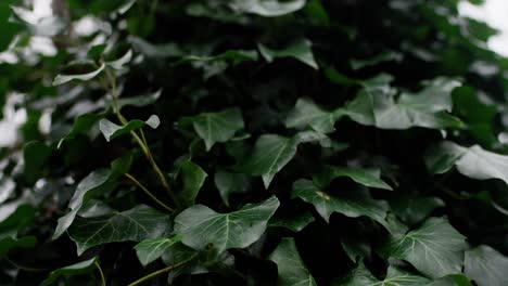 green leafs moving in the wind, slowmotion in 4k