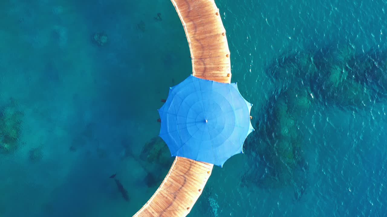 un grupo de tres delfines nadan en las claras aguas azules del golfo de aqaba, debajo de la turística playa de arrecifes de dolphis en eilat, israel.