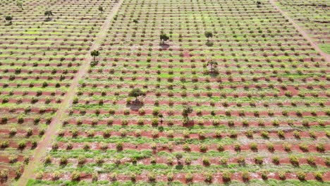 tecnología de agricultura inteligente: vista aérea de drones de una granja de aguacate en kenia