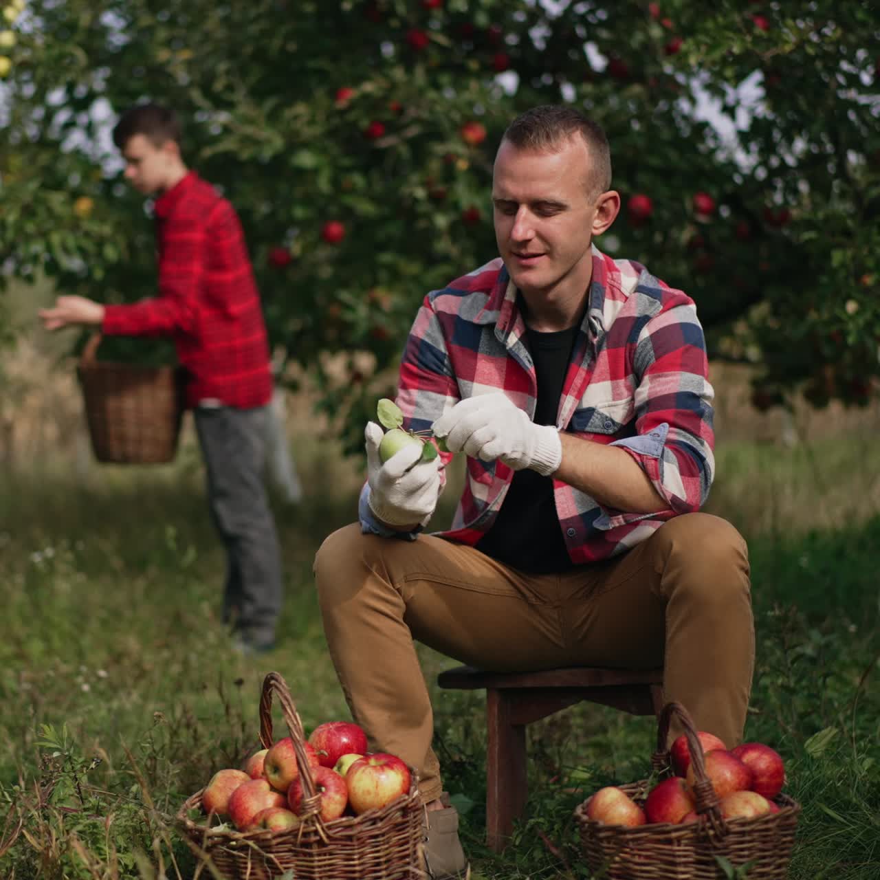 Caucasian farmer checks the apples in the baskets in front of him. Boy collecting apples from tree at backdrop in blur