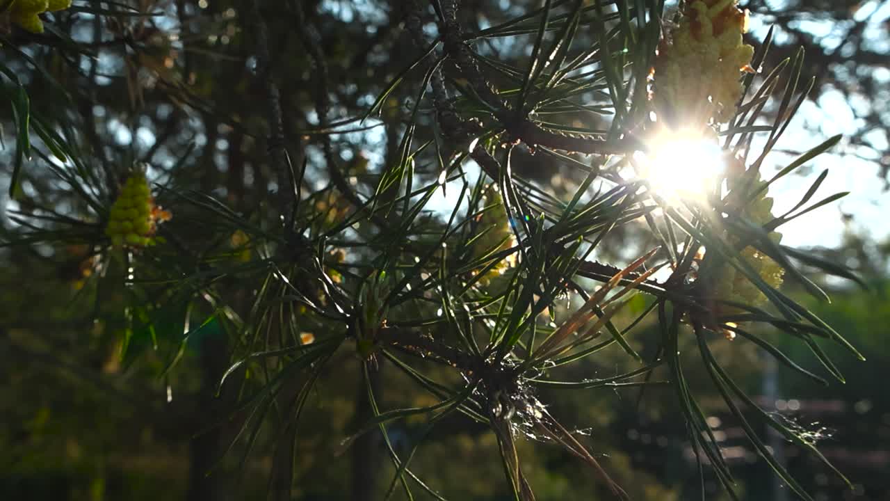 Gorgeous close up video of young baby yellow and brown colored pine cones during spring time sunny day with lense flare and sun rays shining through the pine tree brach as it moves in the wind.