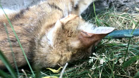 beautiful fluffy cat is resting on the grass