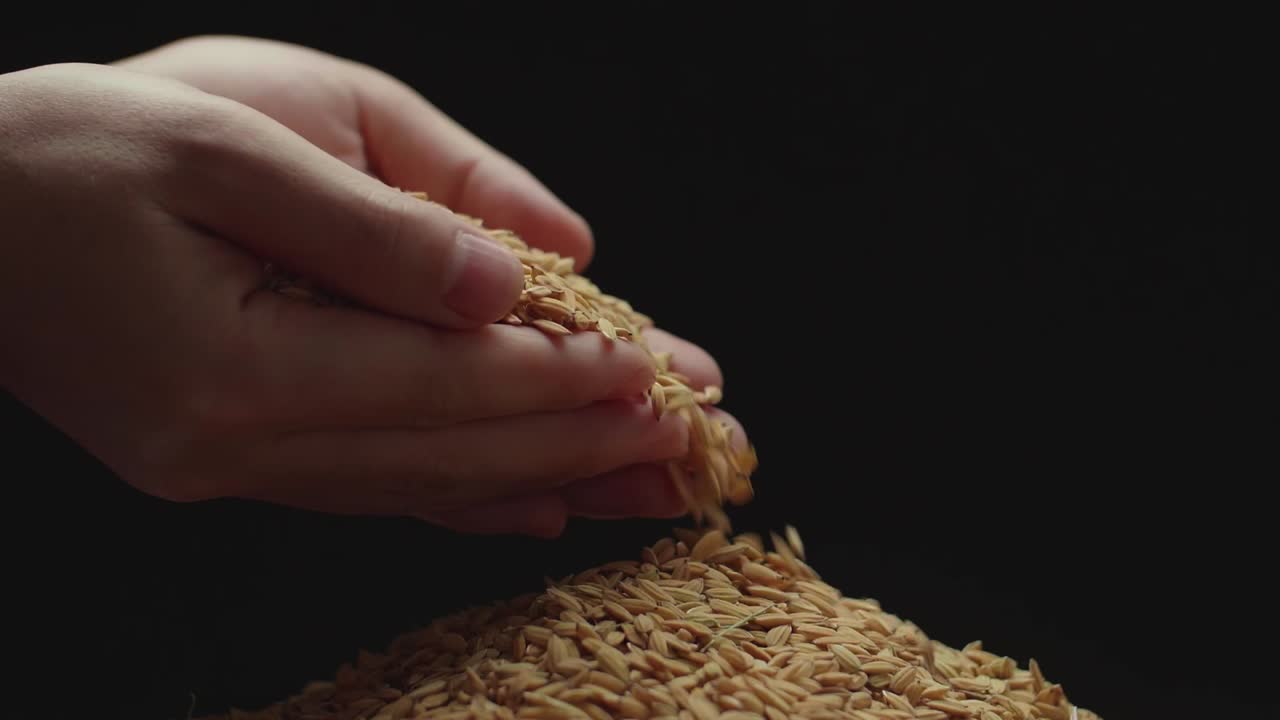 Someone Used The Hand To Pick Up The Rice. Seeds Dropping From The Top To Bottom