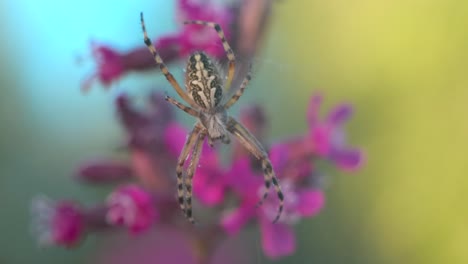 araña en una flor