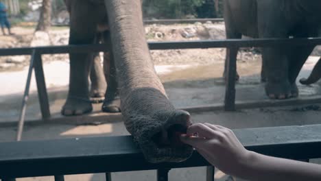 amazed tourists feed elephant with tasty orange carrot