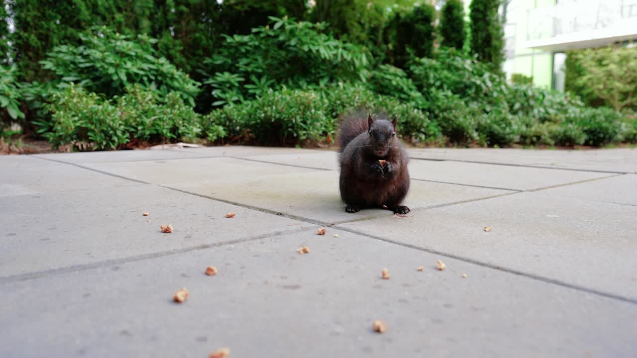 linda ardilla negra comiendo nueces en el patio trasero