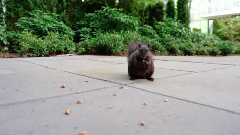 Süßes-Schwarzes-Eichhörnchen,-Das-Nüsse-Im-Hinterhof-Isst