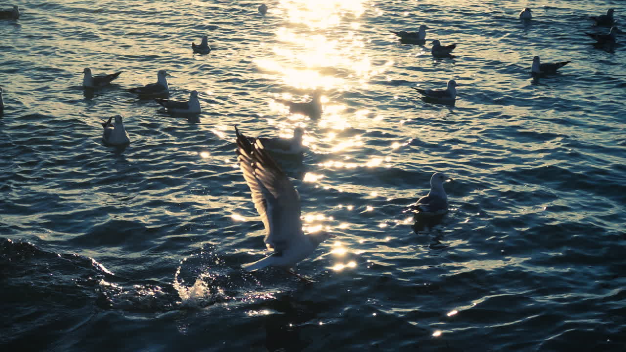 Seagulls fly over the sea. Slow Motion