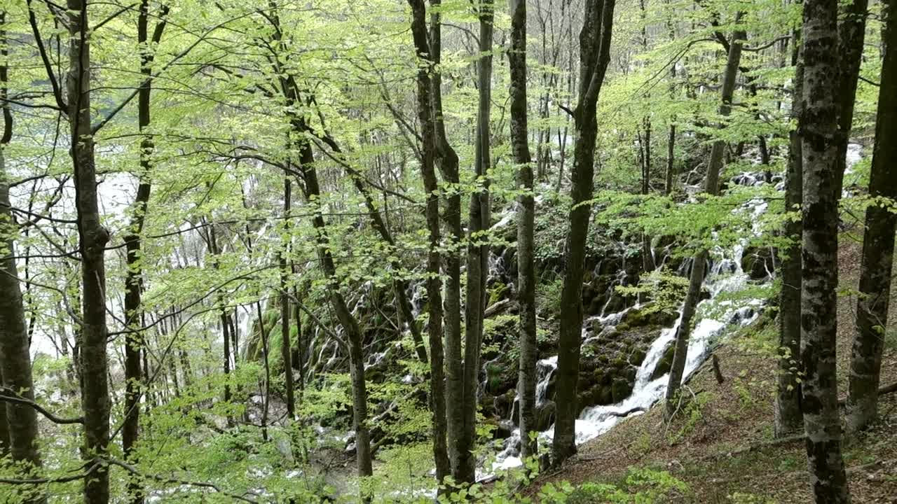 green forest in spring at Plitvice Lakes National Park. spectacular waterfalls, lakes and flora in Croatia