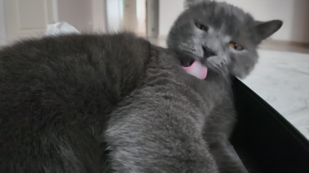 Black british fold cat playing at home close up