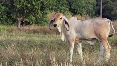 Ein-Junges-Weißes-Kalb-Einer-Thailändischen-Brahmanenrasse,-Einer-Beliebten-Kuh-In-Thailand,-Steht-Auf-Dem-Feld-Und-Geht-Davon