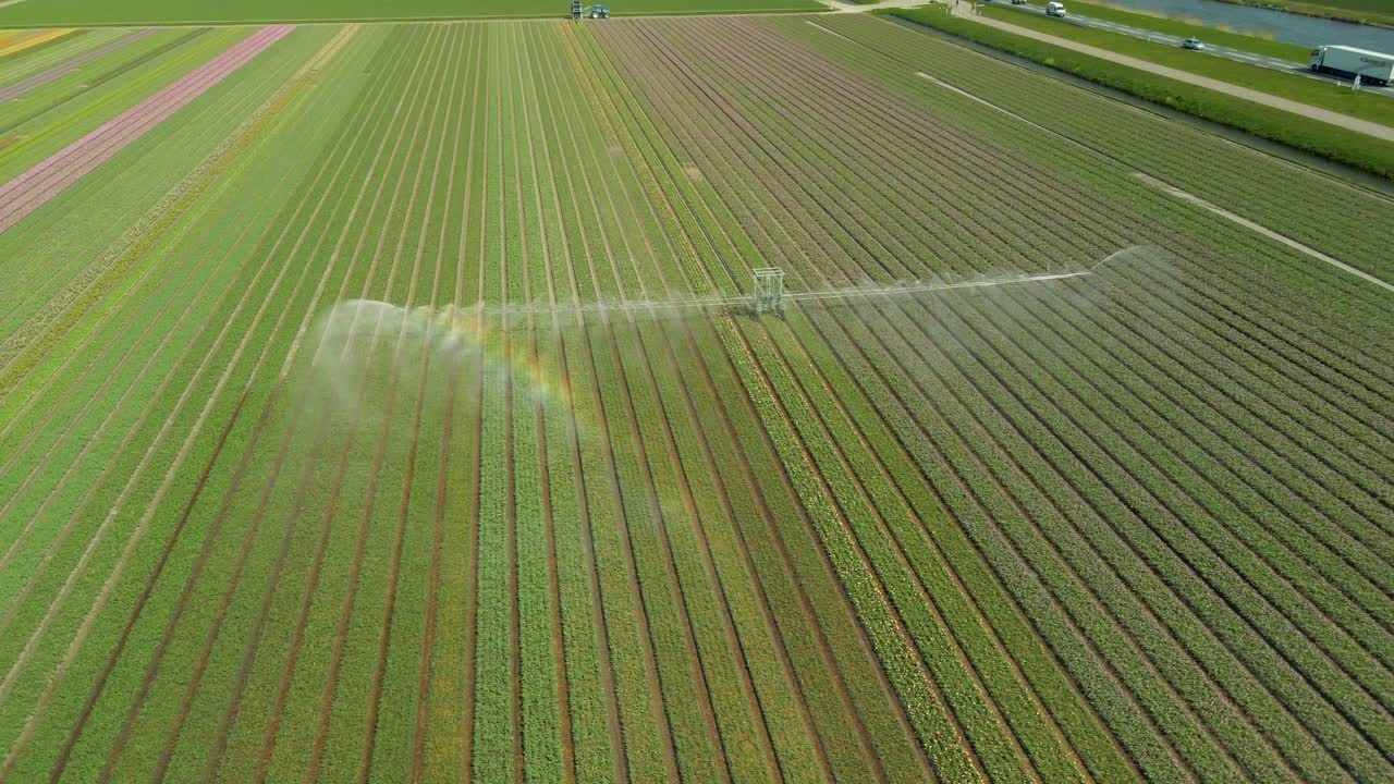 Ripresa aerea di campi di tulipani con spruzzi d'acqua ed effetto arcobaleno, Keukenhof, Paesi Bassi