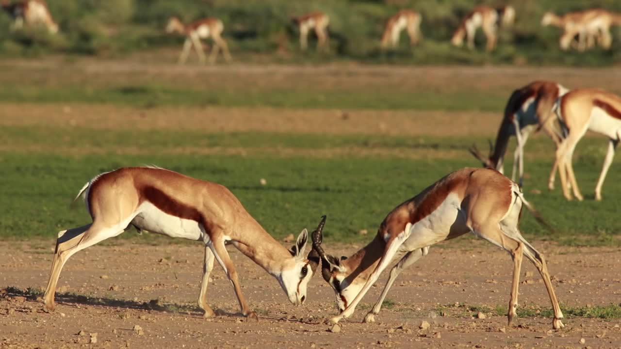 toma de acción de dos gacelas chocando cuernos, parque transfronterizo kgalagadi