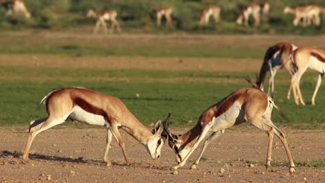 Action-shot-of-two-Springboks-clashing-horns,-Kgalagadi-Transfrontier-Park