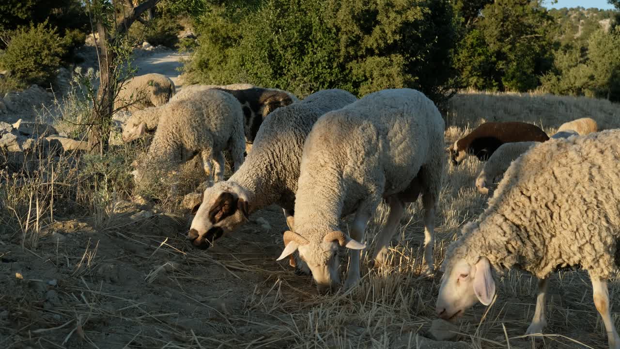 campo de pastoreo de ovejas