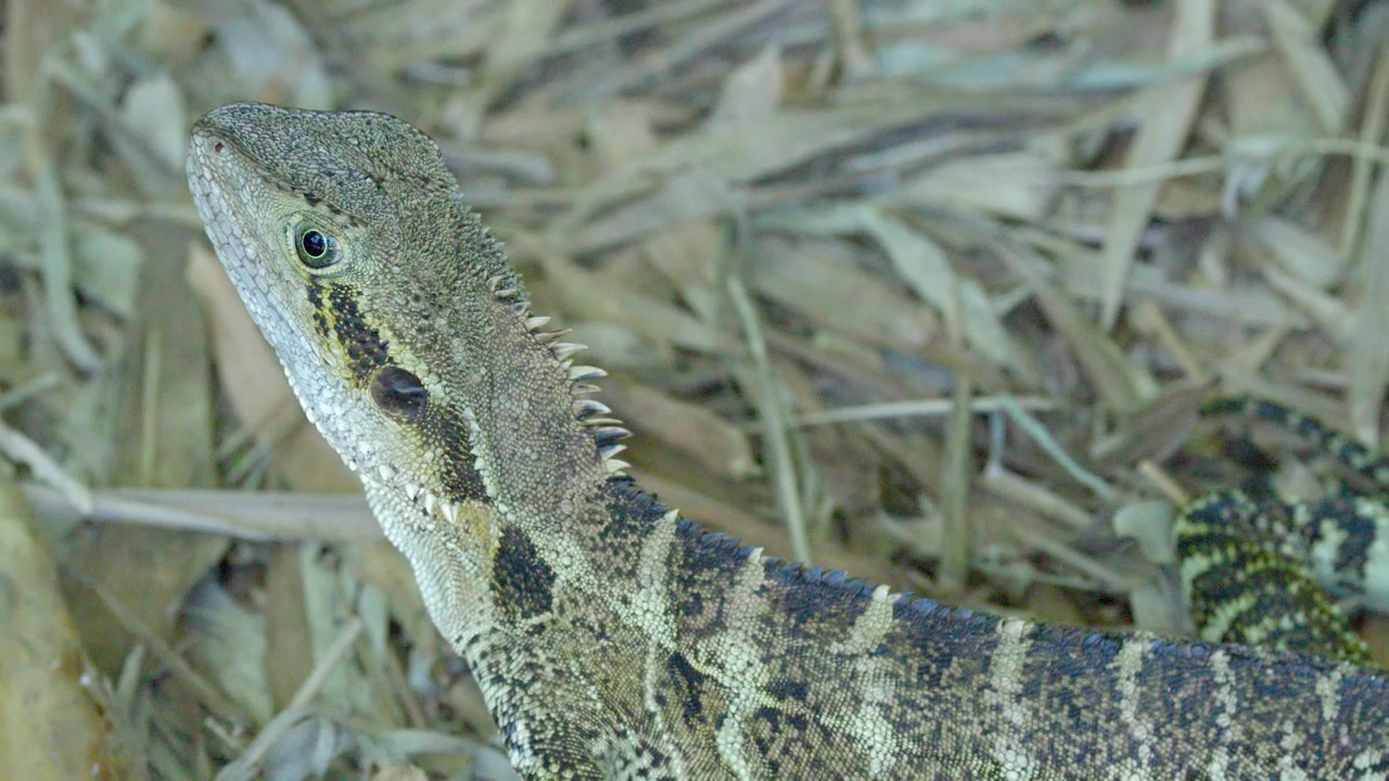 An Australian water dragon lizard remains still, camouflaged against dry grass in natural daylight