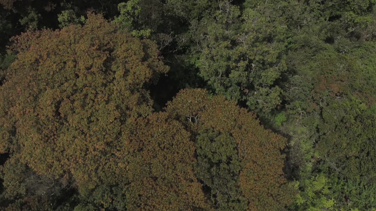 toma de drones de una jungla tropical