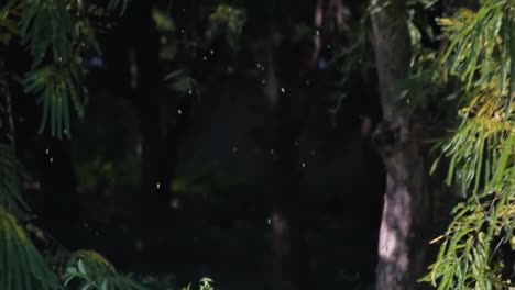 Hojas-Que-Caen-Del-árbol-De-Grosella-Espinosa-India