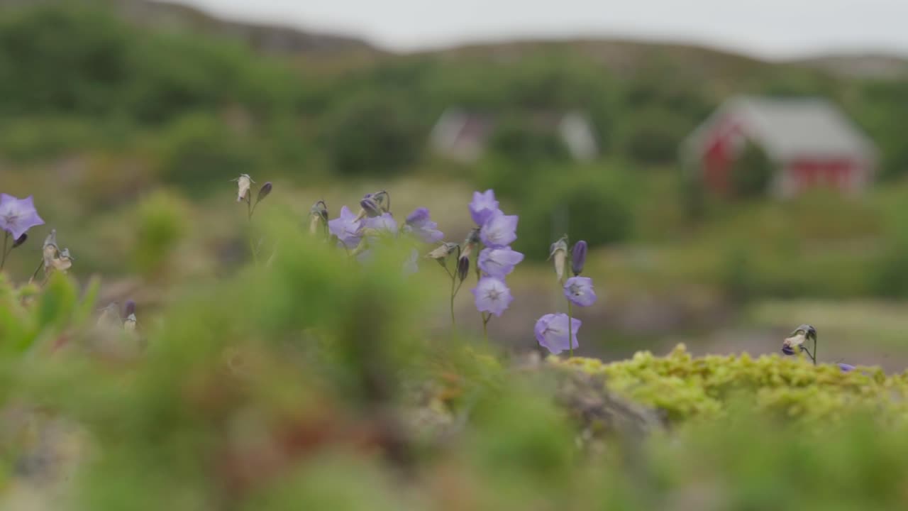 flores silvestres moradas balanceándose con el viento en el prado con una cabaña borrosa en el fondo