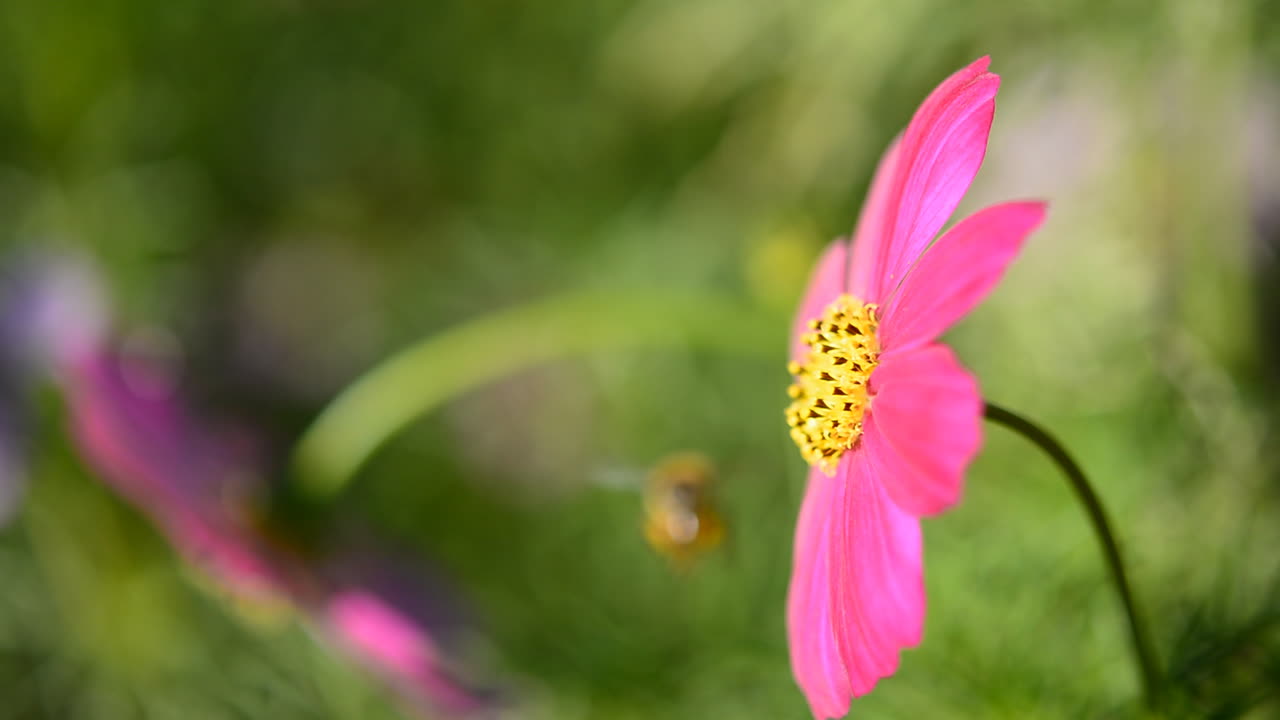 Honeybee on a Pink Cosmos Flower