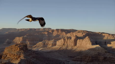 bird of prey soaring over red rock canyon