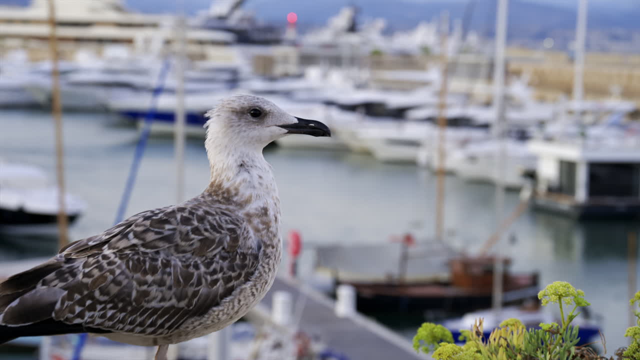 Close up of a seagull walking with a blurred view of boats docked in a harbour