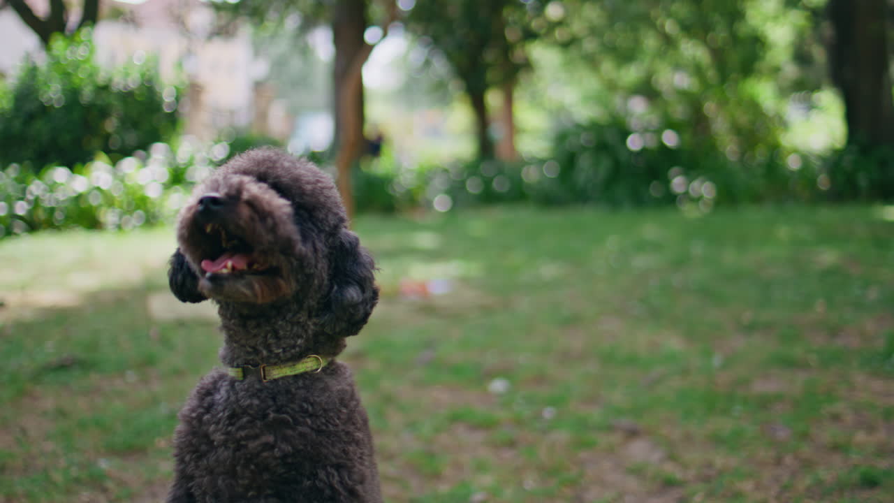 Playful black poodle standing on hind legs making exercise at green park closeup