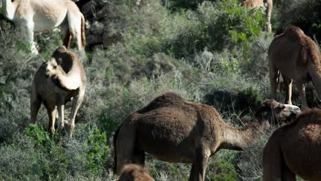 Marruecos-Camel-04