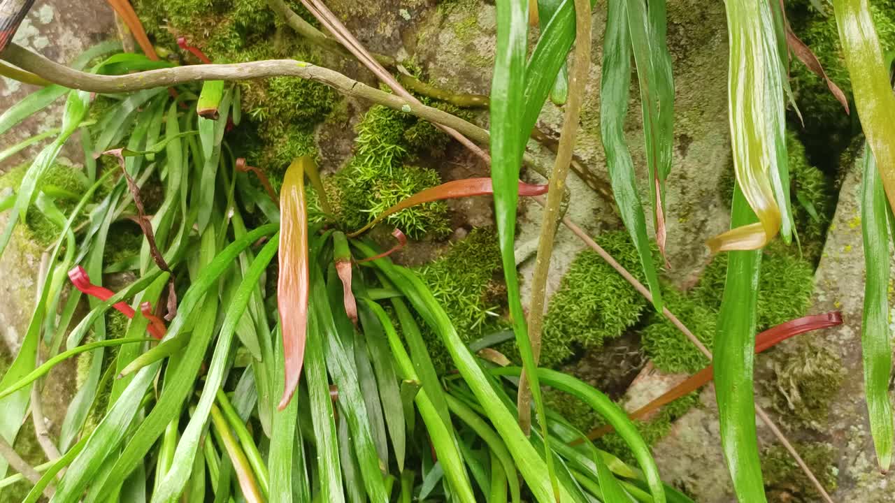 hierba húmeda después de la lluvia que crece en el musgo de los árboles