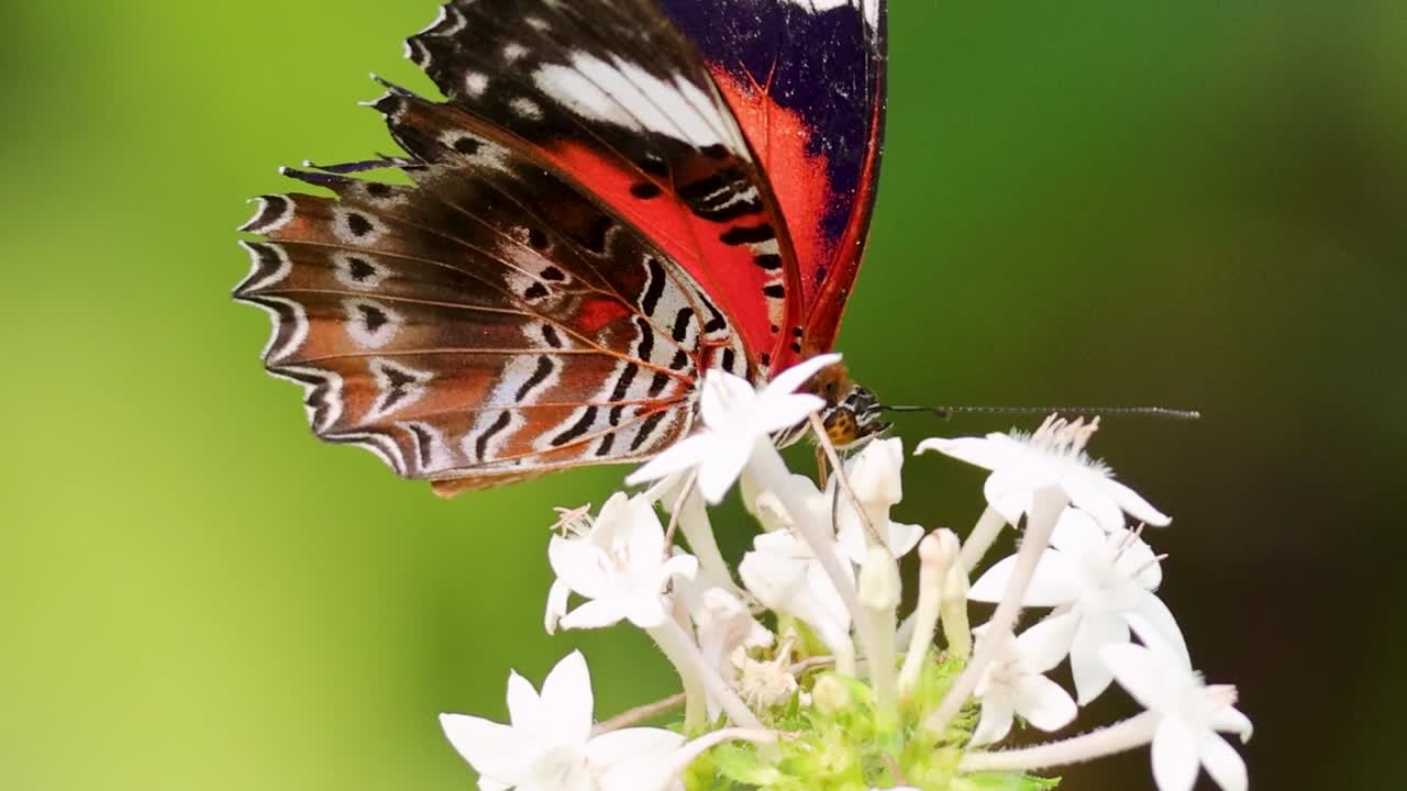 Una farfalla colorata con ali rosse e nere raccoglie il nettare da piccoli fiori bianchi in giardino