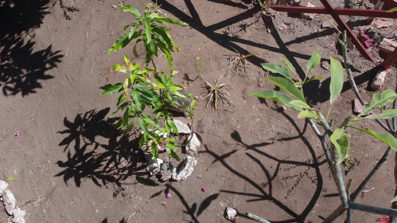 A Tortoise Quickly Walks Around Its Enclosure at a Zoo, High Angle Wide Shot