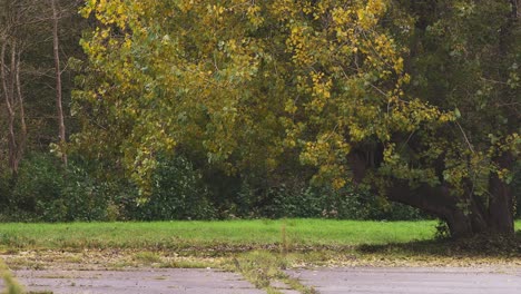 autumnal leaves of a tree blowing in the wind