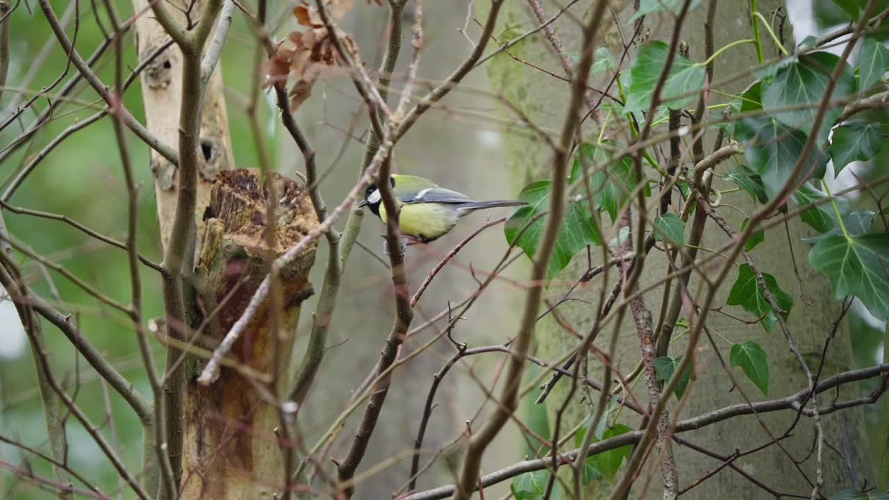 Great tit perched on twisted forest branch, green foliage and soft background light visible