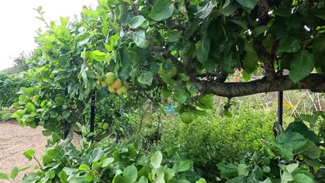 apple tree with ripening fruit in park
