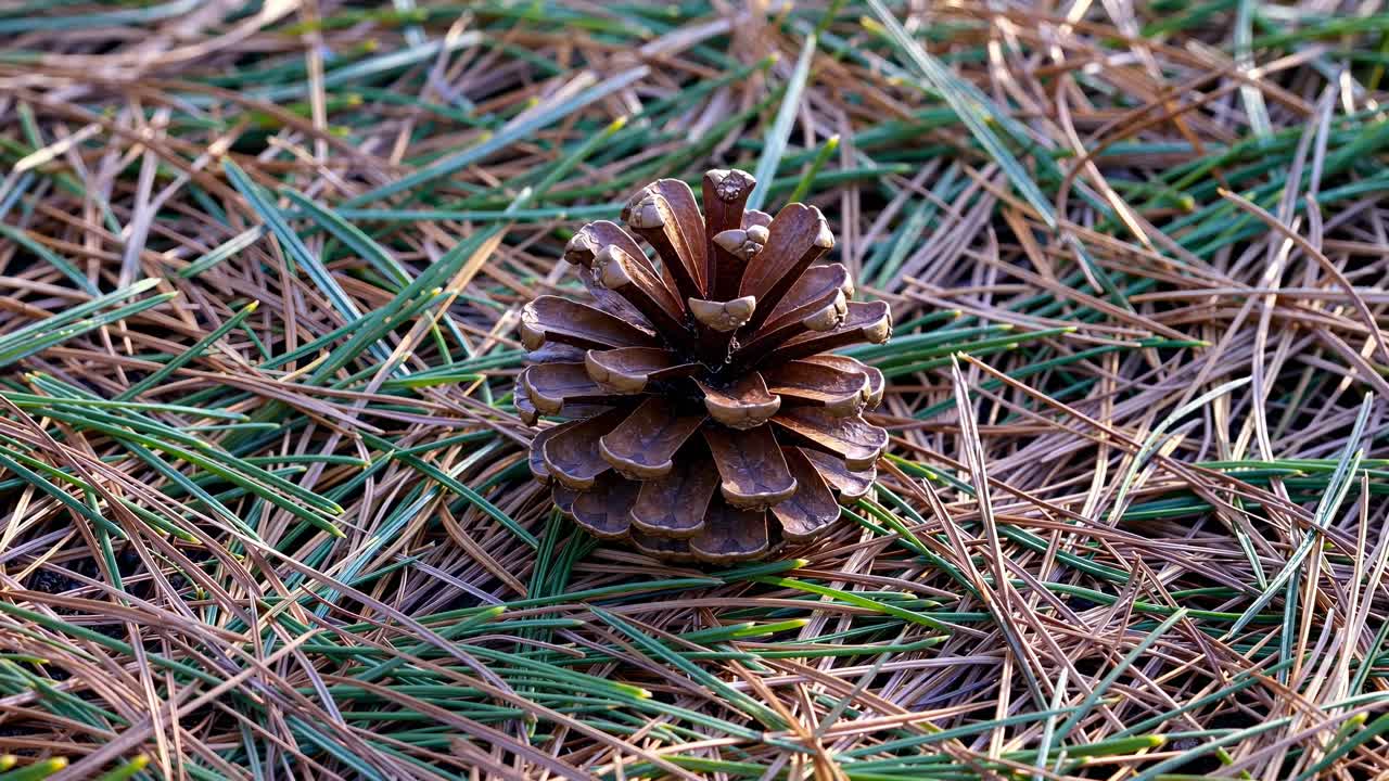 Close-up video shot of a pine cone on a bed of pine needles, capturing nature's textures and earthy