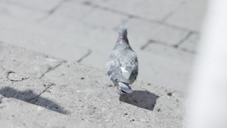 Taube,-Die-An-Einem-Sonnigen-Sommertag-In-Italien-Die-Treppe-Hinuntergeht