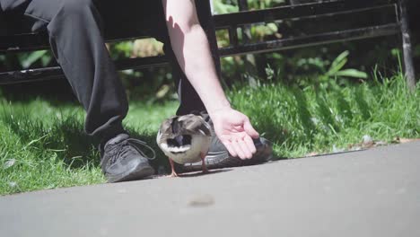 persona adulta sentada tratando de alimentar a un pato joven de la mano