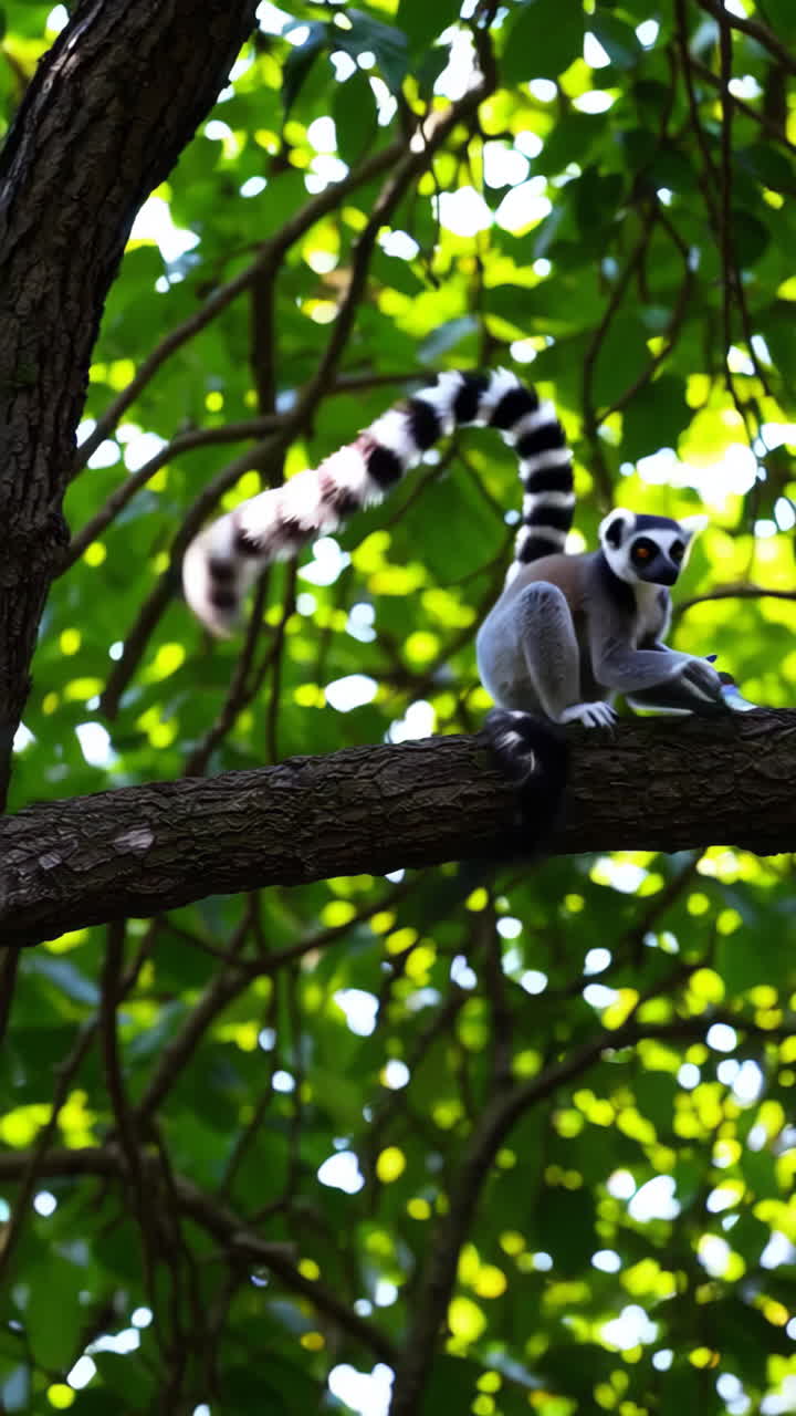 Ring-Tailed Lemur in a Tree