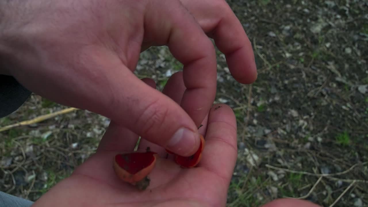 Close-up of a hand holding three vibrant scarlet elf cup fungi over a blurred, earthy background. Ideal for nature and mycology content.
