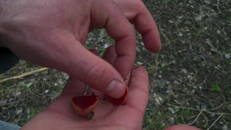 close-up of a hand holding three vibrant scarlet elf cup fungi over a blurred, earthy background. ideal for nature and mycology content.
