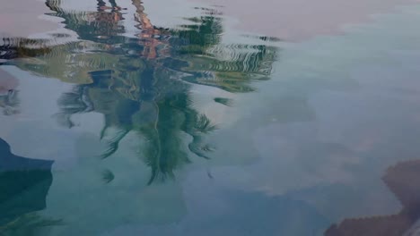 reflejo de la palma 01