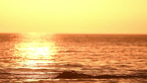 birds on stone in sea at sunset