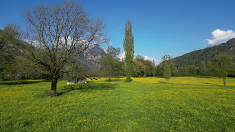 vibrantes prados verdes con flores silvestres amarillas y árboles alpinos, suiza