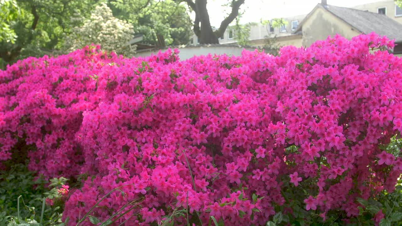 Big bush filled with magenta pink blossom flowers.