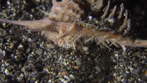caracol murex arrastrándose sobre el suelo oceánico arenoso por la noche