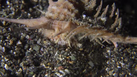 murex snail crawling over sandy ocean floor at night